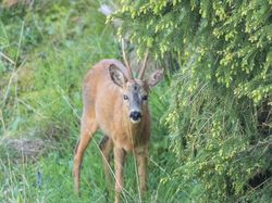 intro video faune 2022