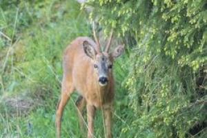 Faune du Cantal 2022