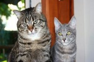 Animaux de compagnie